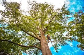 How Our Tree Care Process Works  in  Inez, TX